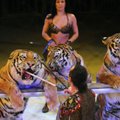 Kazachstane cirke tigras nusišlapino ant žiūrovų