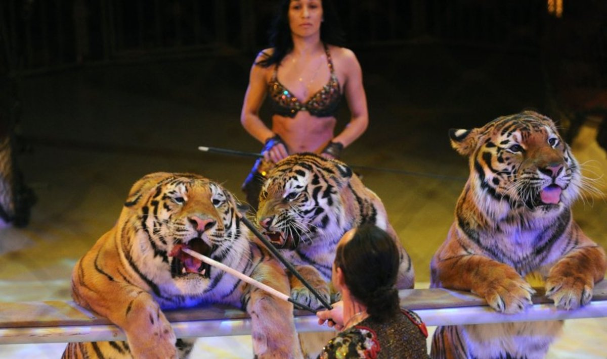 Tigrų pasiruošimas tarptautiniam cirko festivaliui Vengrijoje (Asociatyvi nuotr.)