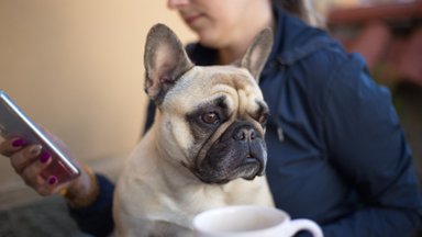 Veterinarės patarimai: ką daryti, jei augintinis atsisako ėsti sausą pašarą?