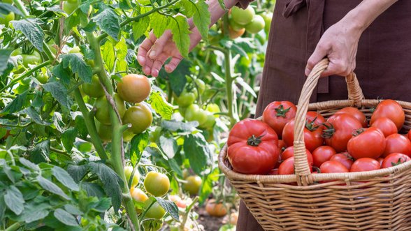 Paprastos priemonės, kurios apsaugos pomidorus nuo ligų ir pagausins jų derlių