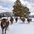 Tomsko srityje po žiemos švenčių nupuoštas eglutes sušers karvėms?