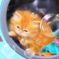 Lietuvių skalbimo patirtys: nuo tušinuko iki katinuko