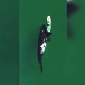 Bepilote skraidykle nufilmuotas baidare susidomėjęs smalsus banginis