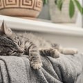 Kodėl katės šlapinasi namuose ir ką su tuo daryti?