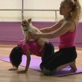 Honkonge populiarėja joga su šunimis