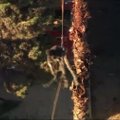 Gelbėtojai išvadavo palmėje įstrigusį Kalifornijos gyventoją
