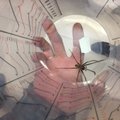 Vyras Lietuvoje nufotografavo jam nematytą didžiulį vorą: kas tai?