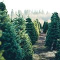 Kuriamas „Kalėdų miškas“: vilniečiai kviečiami sodinti po švenčių išsaugotas eglutes