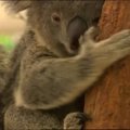 Australija paskolino Singapūrui keturias koalas