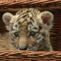 Berlyno zoologijos sode pristatyta sibirinio tigro jauniklė Alisha