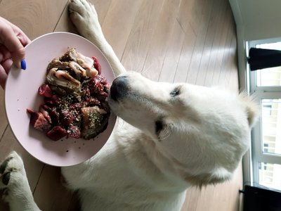 Šunų mityba