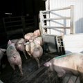 Pradeda naikinti tūkstančius kiaulių