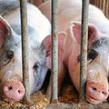 Uždraudė kiaulių importą iš dalies Lenkijos