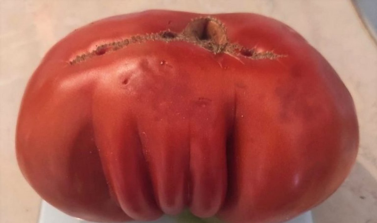 Audronės Butkienės pomidorai