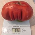 Gigantiškus pomidorus užauginusi moteris atskleidė, kokias slaptas trąšas gaminasi