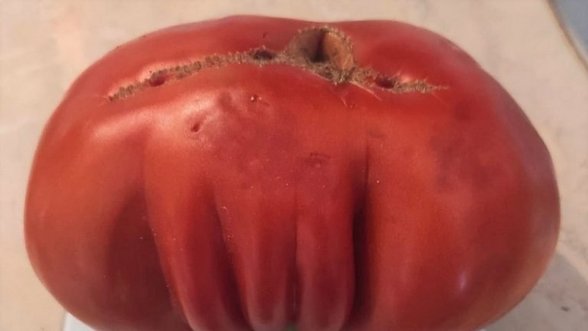 Gigantiškus pomidorus užauginusi moteris atskleidė, kokias slaptas trąšas gaminasi