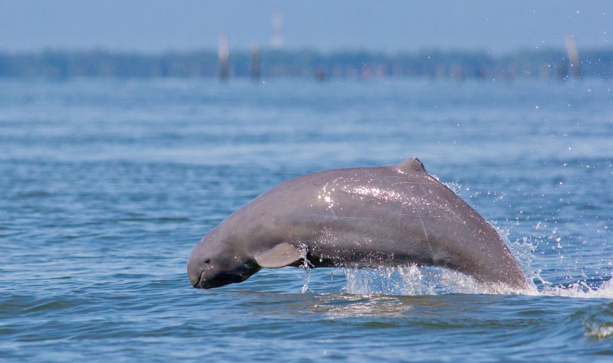 Iravadžio delfinas