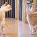 Šis katinas – tikras šokėjas: internautai negali atsistebėti jo judesiais