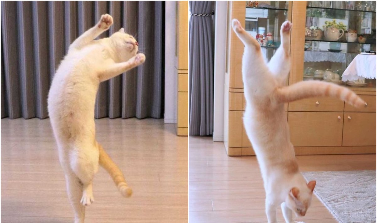 Katinas šokėjas