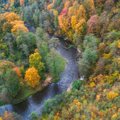 Pasigrožėkime lietuviško rudens palete: kodėl medžiai nusidažo skirtingomis spalvomis?