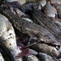 Už Kauno mariose sugautas žuvis – beveik 4 tūkst. eurų žala gamtai