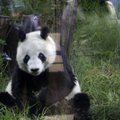 Mirė ilgiausiai nelaisvėje gyvenęs didžiosios pandos patinas An Anas: jam buvo 35 m.