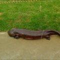 Moksleivio iš Japonijos aptikta milžiniška salamandra tapo interneto hitu