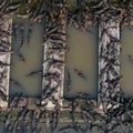 Kinija paleis į laisvę šešis Jangdzės aligatorius