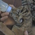 Nelaisvėje gimė Sibiro tigro jauniklis