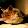 Yra kuo pasidžiaugti: Lietuvoje atrasta nauja šikšnosparnių rūšis