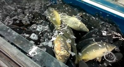 Akvariumuose žuvys patiria stresą ir dėl to nukenčia jų skonis