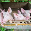 Siūlo pinigus atsisakantiems kiaulių, bet duos paramą ir auginantiems