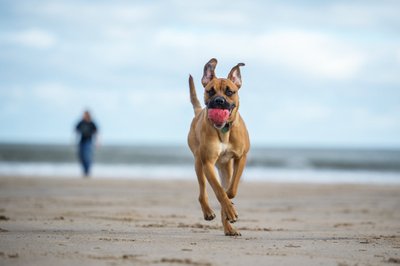 Šuo paplūdimyje