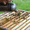 Lietuviškos bitininkystės tragedija – iš lentynų stumia kinai