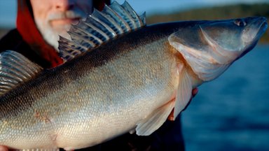 Šiandien kimba. Starkių žvejyba Švedijoje (2 dalis)