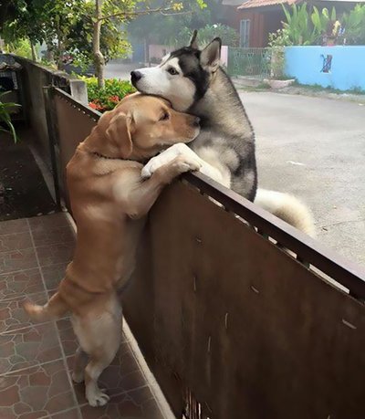 Šunų draugystė