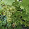 Lietuvos klimatas jau tinka vynuogėms – kaip gyvena vienas iš didžiausių šalies vynuogynų