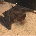 Šiauliuose - šikšnosparnio gaudynės su gera pabaiga