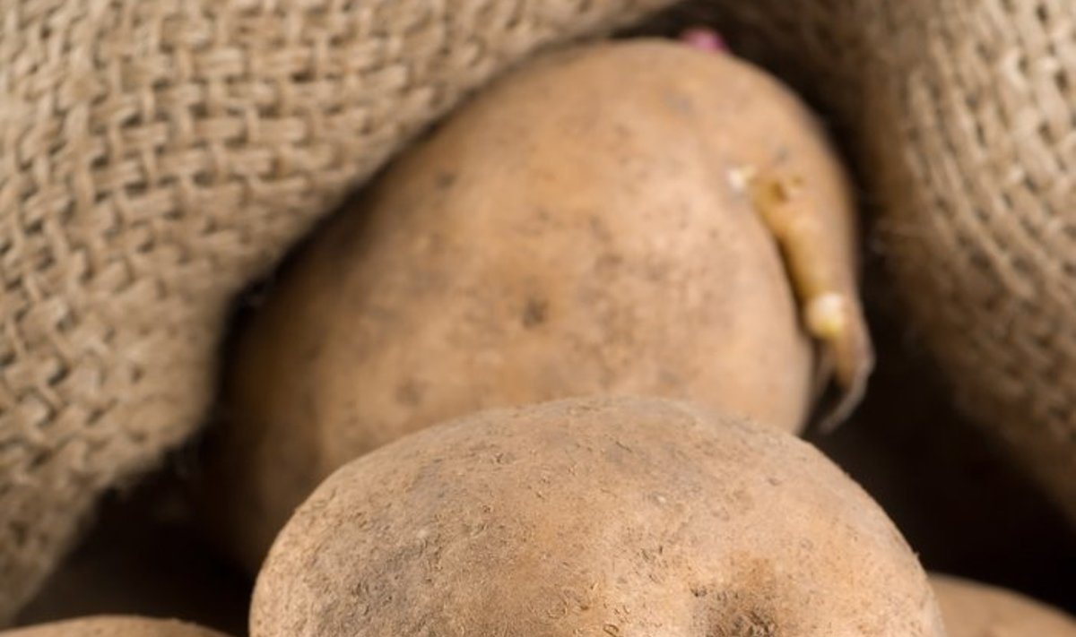 Senose bulvėse daugėja nuodingų medžiagų