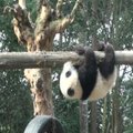 Tyrimų centras išplatino žavingą filmuką apie didžiąsias pandas