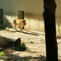 Siaubas Gruzijoje tęsiasi: sostinėje tigras sudraskė vyrą