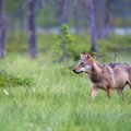 Prasideda vilkų medžioklės sezonas - kur medžios daugiausia?