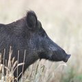 Ką daryti, kad kiaulių maras paliktų Lietuvą?