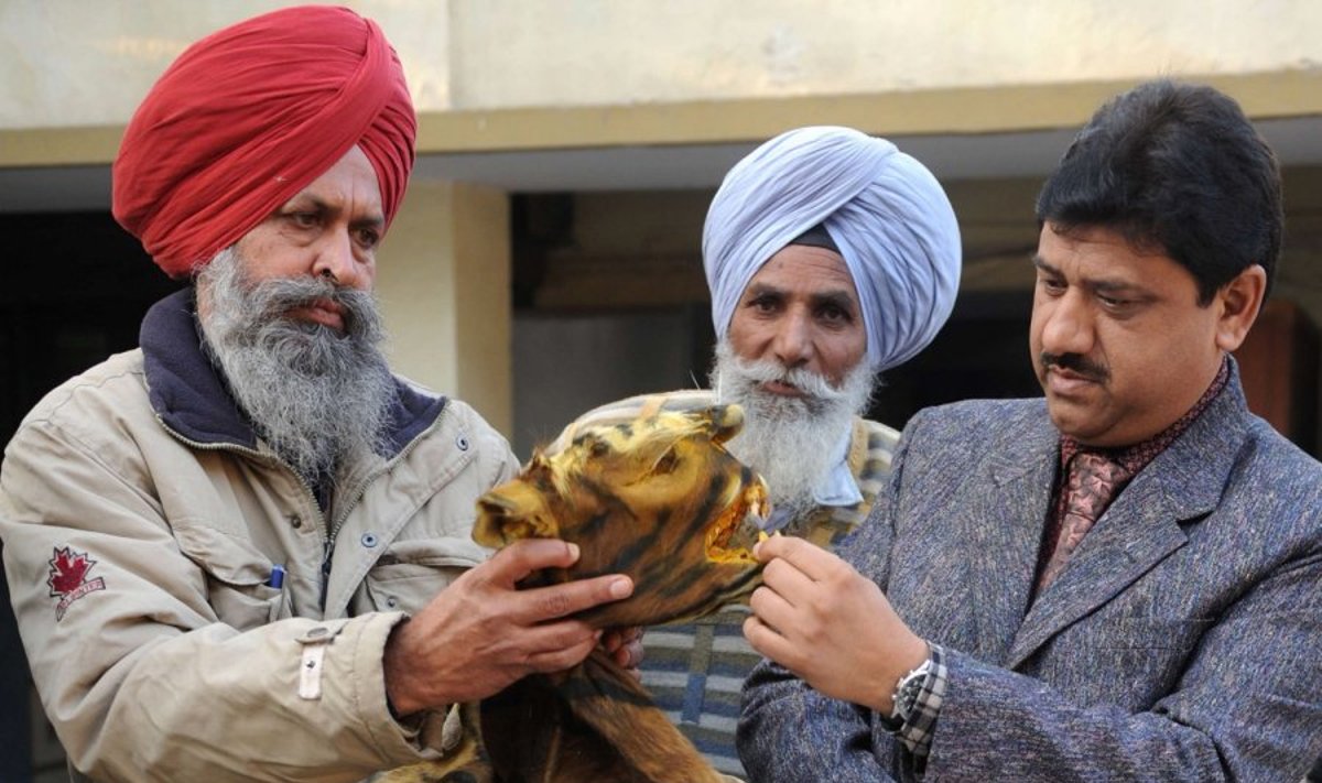 Pareigūnai Indijoje apžiūrinėja konfiskuotą tigro kailį 
