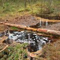 Klampiausias Lietuvos miškas: bandant nusausinti paniro net ekskavatorius