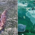 Nugaišusio banginio skrandyje rado 40 kg plastiko