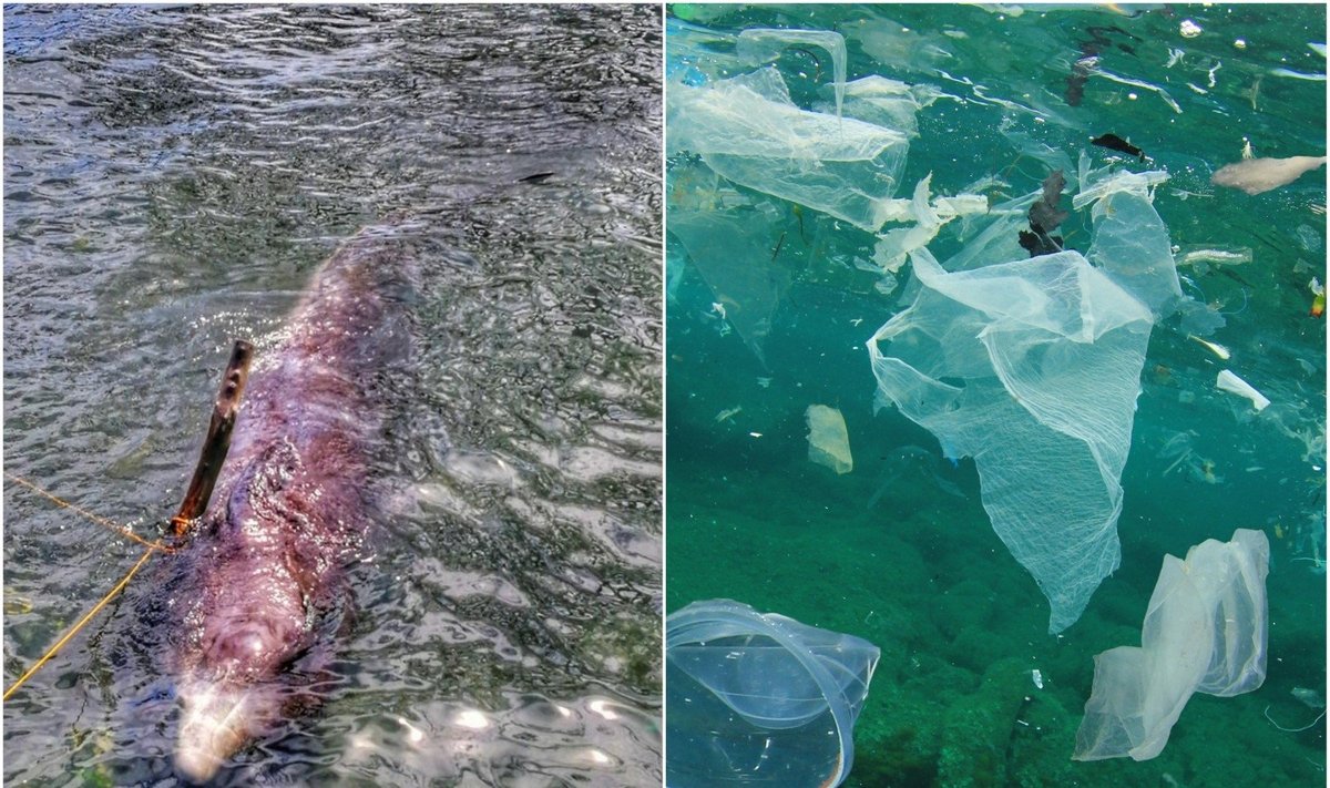 Banginio skrandyje rasta 40 kg plastiko