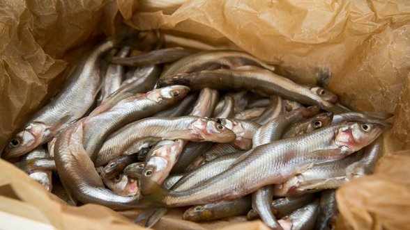 Stintų kainos muša rekordus: kodėl žvejai grįžta tuščiomis?