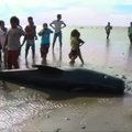 Indonezijoje gelbėjo seklumoje įstrigusius banginius