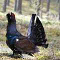 Miškuose prasidėjo vienų rečiausių Lietuvos paukščių tuoktuvės: gamtininkai prašo jų netrikdyti